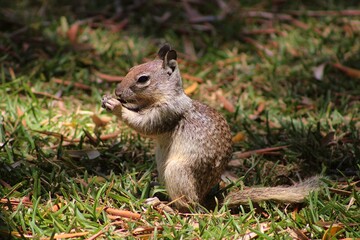 Ardilla comiendo en jardin de universidad autonoma de baja california, en tijuana