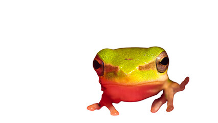 Isolated PNG of a green tree frog with bright red underbelly and toes. Closeup capture, perfect for...