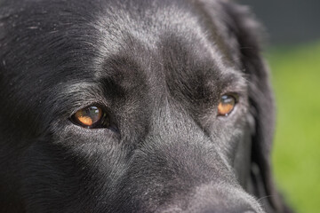 Macro photo of a black dog. Labrador Retriever, pet.