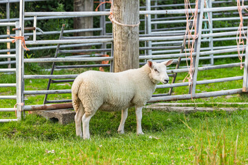 Sheep Standing in a Metal Gate Holding Pen or Stock Fold on a Farm