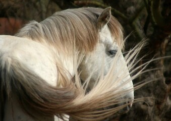 Portrait of a Wild Horse 