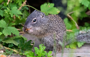 Franklin's ground squirrel in the summer