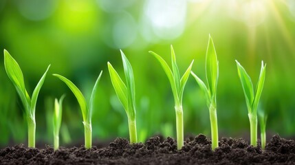 Young plants emerging from soil