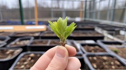 Young plant shoot held in hand