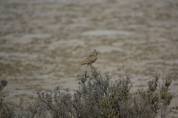 crested lark (Galerida cristata) wild birds of Tunisia