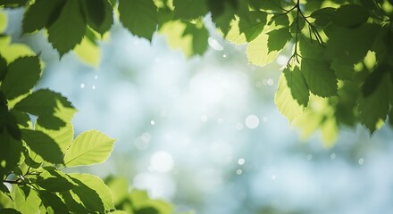 Sunlight Filtering Through Lush Green Leaves Creating Soft Bokeh Background