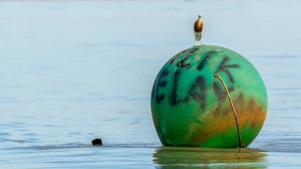 globe and heron in water