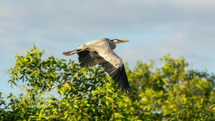 Grey heron in flight