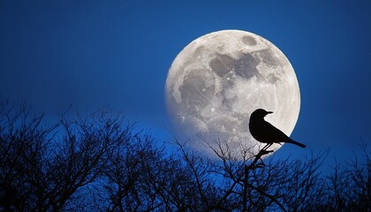 the bird that only sings during the full moon is in trouble when the moon disappears for a month what happens next