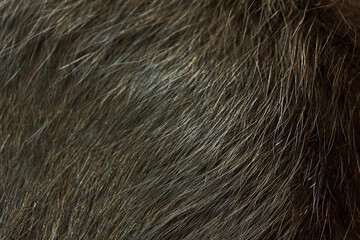 Macro photo of black cat fur as a photo.