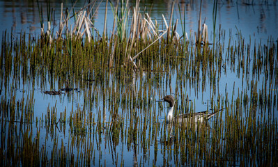 pintail in horsetail