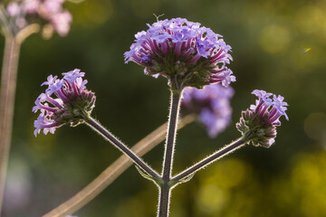 Patagonisches Eisenkraut (Verbena bonariensis)
