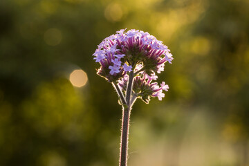 Patagonisches Eisenkraut (Verbena bonariensis)
