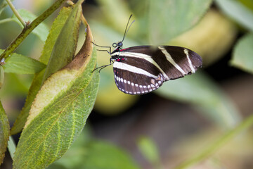 Zebrafalter (Heliconius charithonia),  Zebra-Heliconian