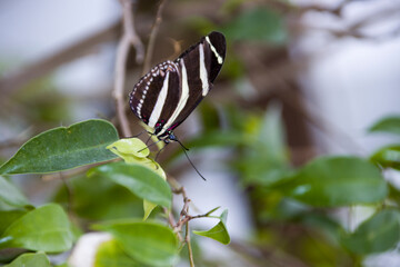 Zebrafalter (Heliconius charithonia),  Zebra-Heliconian