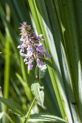 Sumpf-Ziest (Stachys palustris), auch Schweinerübe