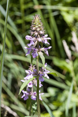 Sumpf-Ziest (Stachys palustris), auch Schweinerübe