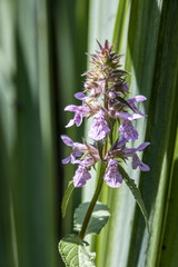 Sumpf-Ziest (Stachys palustris), auch Schweinerübe