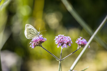Rapsweissling (Pieris napi) auf Patagonischem Eisenkraut