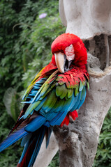 Parrot in Lima, Peru 