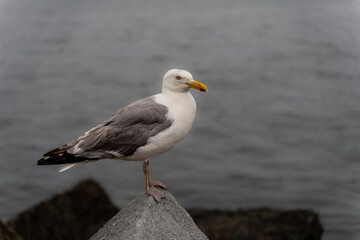 Seagull in Vermont