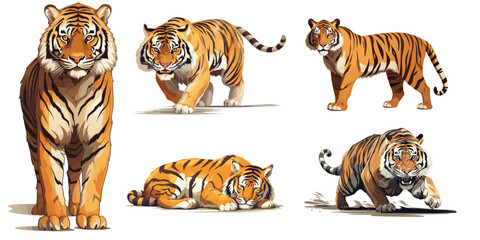 Set of realistic tigers in different poses. The tiger stands, lies, walks, hunts, and sleeps