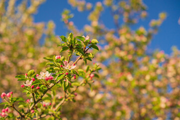 Apple tree in spring against the sky. The tree blooms in April. Apple tree flowers.