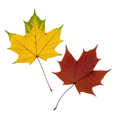 Fototapeta premium Two maple leaves, one yellow and one red, symbolize autumn. Great for nature, fall, or thanksgiving themes.