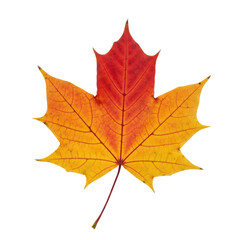 Obraz premium A single maple leaf with vibrant fall colors. The leaf transitions from red at the top to yellow at the bottom.