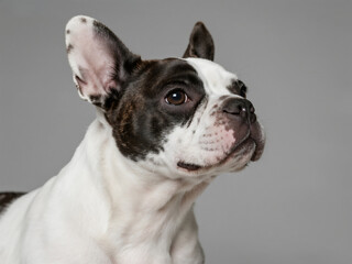 Headshot of a cute white and black French bulldog, against a solid grey background, taken in a studio with professional lighting.