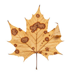 Naklejka premium Close up of a dried maple leaf with dark spots. Great for use as design element or to illustrate plant diseases.