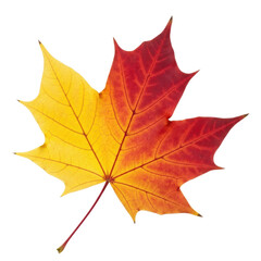 Fototapeta premium A single maple leaf transitioning from yellow to red. Great for seasonal designs.