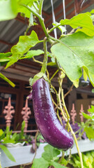 Solanum melongena,Eggplant, maintains heart health, controls blood sugar, helps with weight loss,...