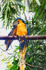 Tropical Avian Life. Vivid Macaw on a Branch. Bird parrot macaw preening feathers