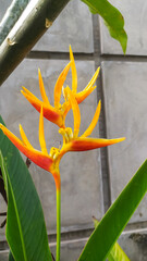 Heliconia psittacorum, the banana flower, has several benefits, including acting as a natural air filter, increasing room humidity, and as an ornamental plant that beautifies a room.