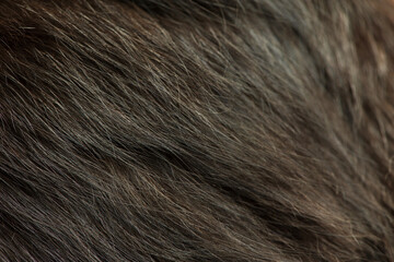 Black cat fur macro photo as background.