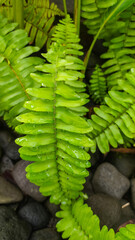 Nephrolepis exaltata, sword fern has several benefits, including as a natural air filter,...