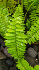 Nephrolepis exaltata, sword fern has several benefits, including as a natural air filter,...