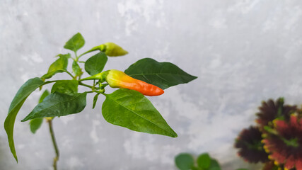 A vibrant chili pepper ripens on the plant, showcasing a beautiful gradient from green to fiery red.