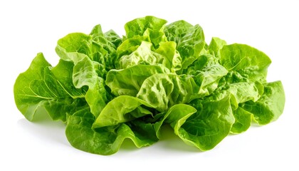 Fresh green lettuce leaves (1)