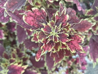 pink and white flowers