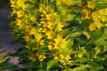 yellow flowers loosestrife close-up


