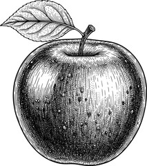 Whole apple with leaf on stem and texture, hand-drawn style