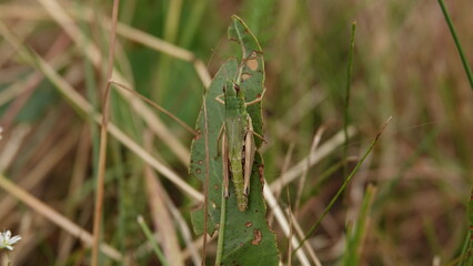 Zielony konik polny © tomo81