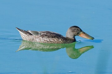  Female northern shoveler swims in calm water.