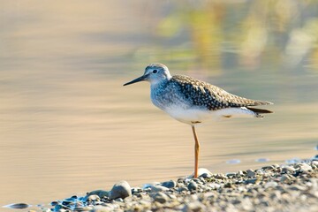  Greater yellowlegs stands on one foot.