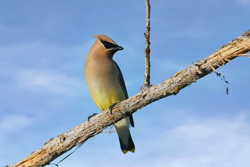  Alert waxwing on a tree branch.