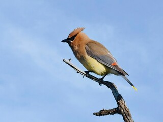  Colorful waxwing on top of a branch.