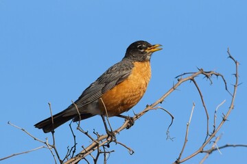 American robin sings out while on branch.