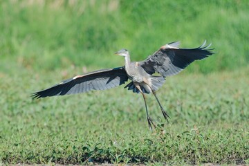  Heron soaring in for a landing.